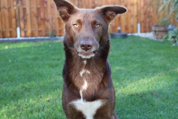 Mischlingshunde Foto Aufruf-Beitrag-Bild