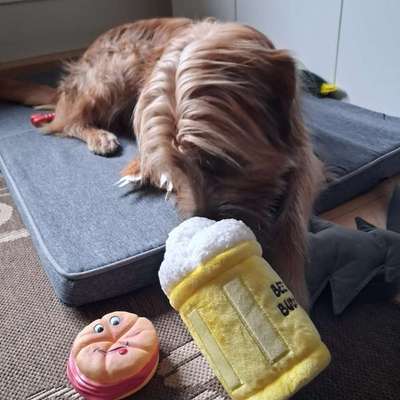 Hundetreffen-Gassirunde...-Bild