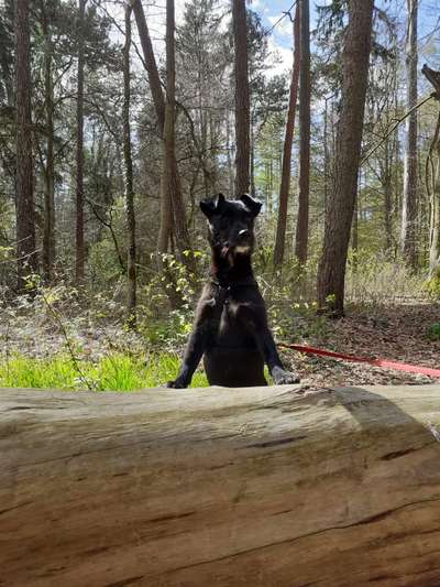 Zeigt mal die schönsten Bilder von euren Hunden !-Beitrag-Bild