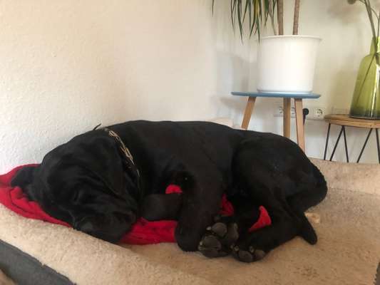 Zeichnungen eurer Hunde-Beitrag-Bild