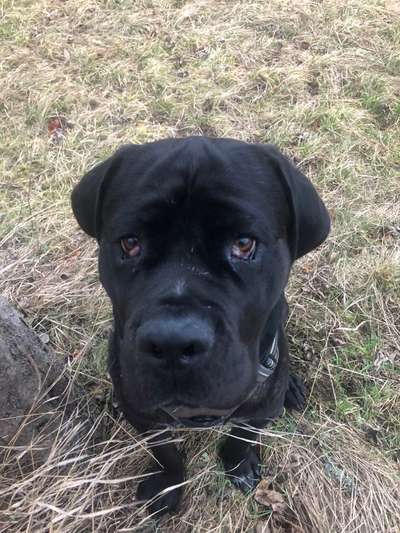 Auslandstierschutz-Beitrag-Bild