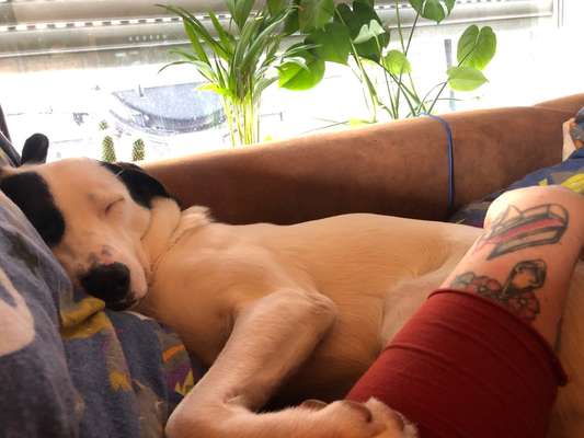 Auslandstierschutz-Beitrag-Bild