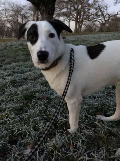 Zeichnungen eurer Hunde-Beitrag-Bild