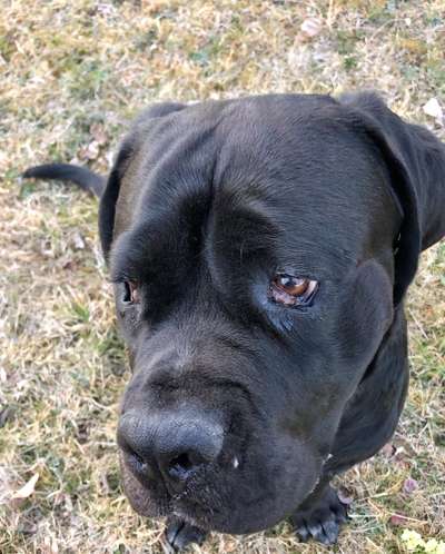 Rassensuche Cane Corso Italiano-Beitrag-Bild