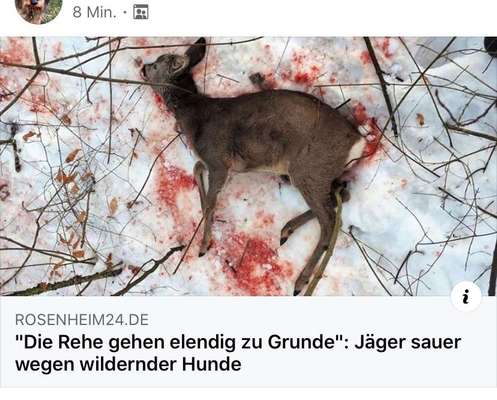 Ein Jäger schießt auf deinen Hund, was passiert?-Beitrag-Bild