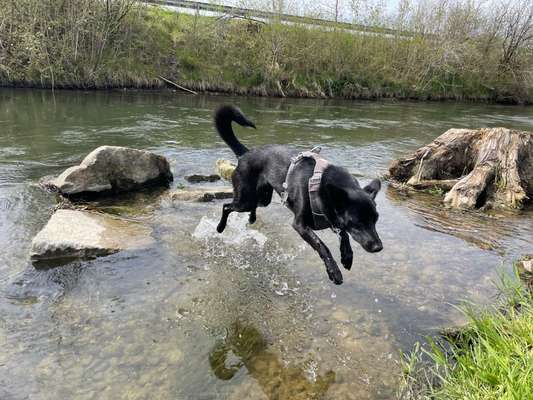 Dogorama-Monats-Challenge-Mai "Wasser"-Beitrag-Bild