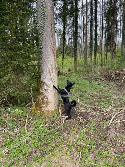 Die wunderschöne Welt mit Hund.-Beitrag-Bild