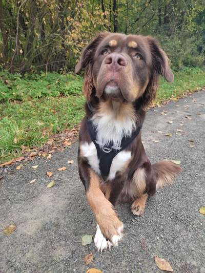 Mischlingshunde Foto Aufruf-Beitrag-Bild