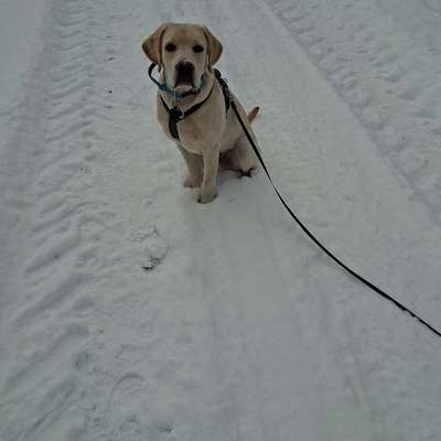 Hundetreffen-entspannte Gassirunden-Bild