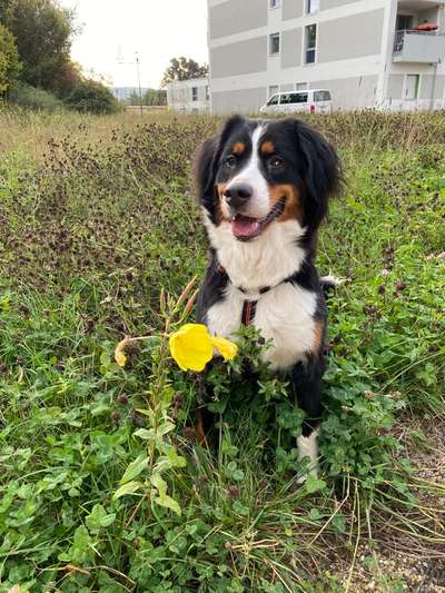 Mischlingshunde Foto Aufruf-Beitrag-Bild