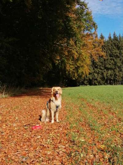 Wo sind die Golden Retriever Liebhaber?-Beitrag-Bild