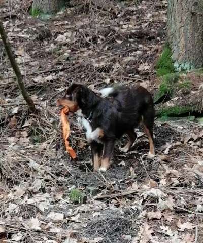 Fotosammlung: ,,Der natürliche Hund" Unbearbeitet, ungestellt und in Natura-Beitrag-Bild