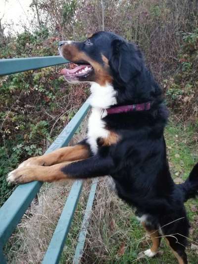 Fotosammlung: ,,Der natürliche Hund" Unbearbeitet, ungestellt und in Natura-Beitrag-Bild