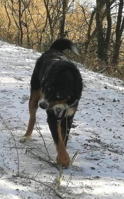 Fotosammlung: ,,Der natürliche Hund" Unbearbeitet, ungestellt und in Natura-Beitrag-Bild