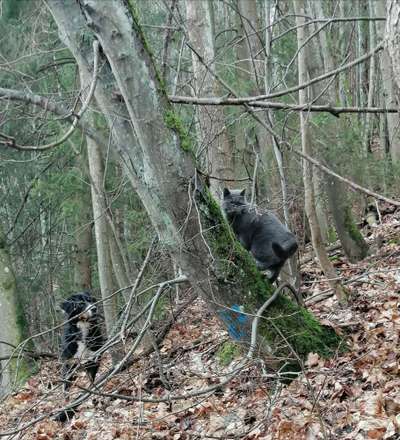 Fotosammlung: ,,Der natürliche Hund" Unbearbeitet, ungestellt und in Natura-Beitrag-Bild