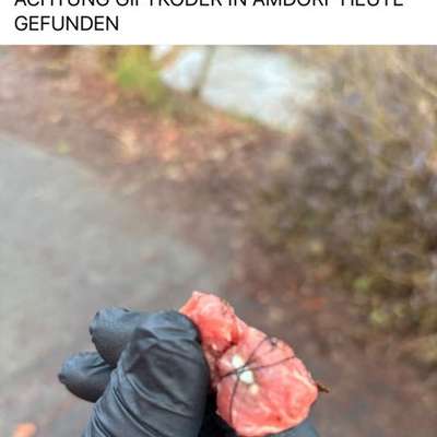Giftköder-Giftködermeldung über das Tierheim Dille-Bild