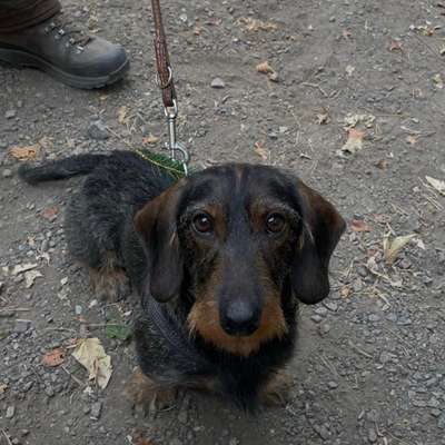 Suchmeldung-Emil-Bild