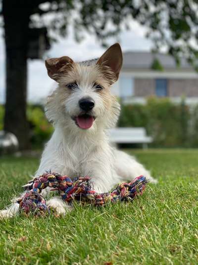 Tierschutz - Auslandstierschutz oder örtliches Tierheim?-Beitrag-Bild