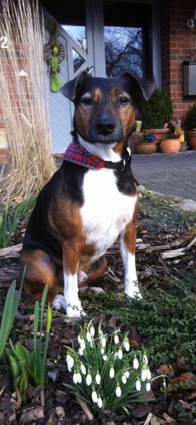 Unsere Fellnasen im Regenbogenland-Beitrag-Bild