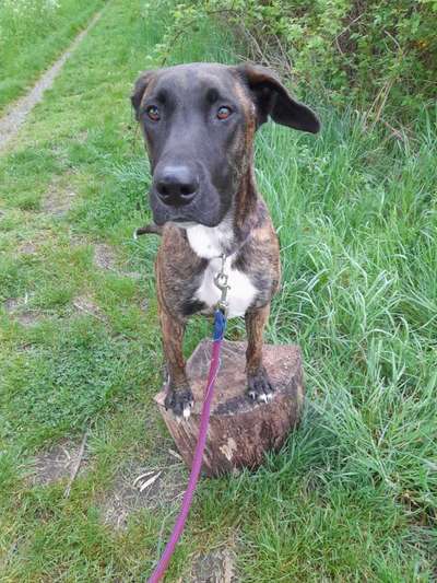 Hundetreffen-Trainingstreffen mit anschließendem spielen-Bild