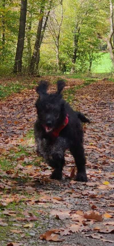 Dogorama Photo Challenge - Mäulchen auf-Beitrag-Bild