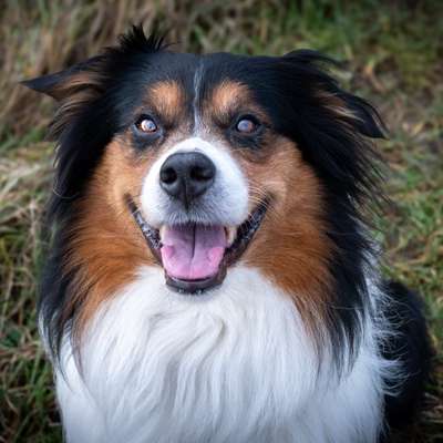 Hundetreffen-Tranigs Gassi-Bild