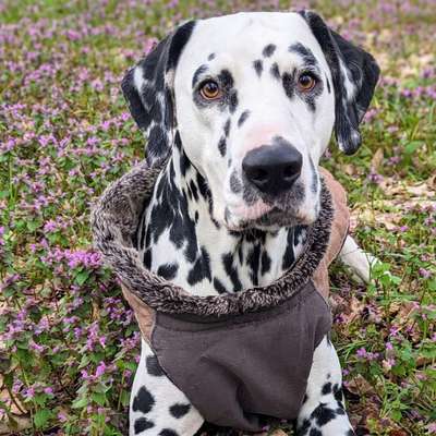 Hundetreffen-Trainingstreff-Bild