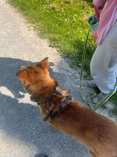 Hundetreffen-Gassirunde-Bild