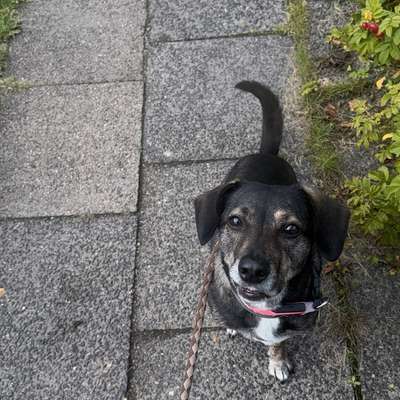 Hundetreffen-Gassirunde Bereich Ahrensburg West / Blockhaus