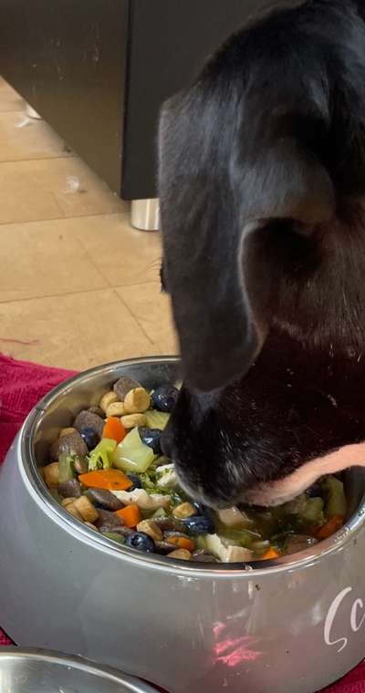 Zeigt her Eure Futternäpfe-Beitrag-Bild