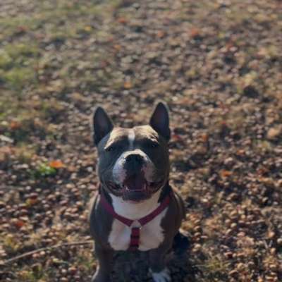 Hundetreffen-Spiel und Gassi treffen Paderborn Schloss Neuhaus oder Bad Lippspringe-Bild