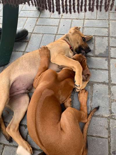 Fotochallenge liebespaare-Beitrag-Bild