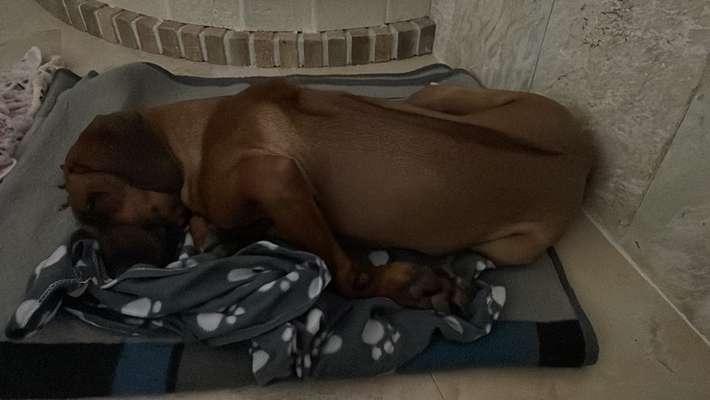 Rhodesian Ridgeback-Beitrag-Bild