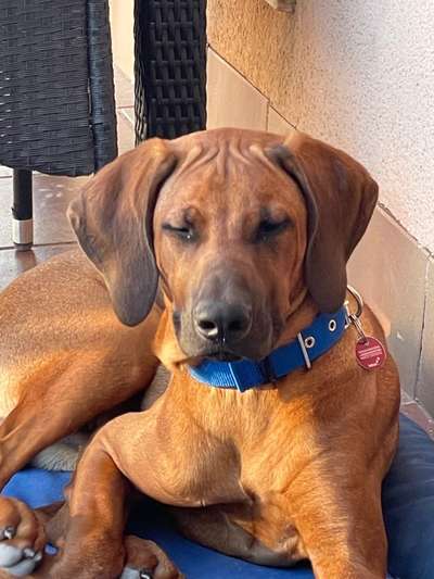 Rhodesian Ridgeback-Beitrag-Bild