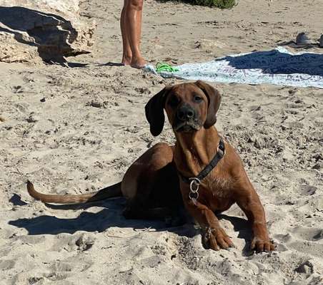 Die Dogorama Kalender Challenge Titelbild-Beitrag-Bild