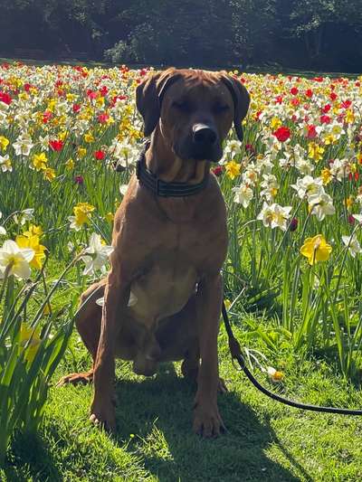 Rhodesian Ridgeback-Beitrag-Bild