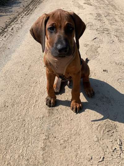 Welpen Bilder !-Beitrag-Bild