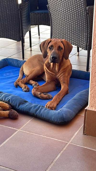 Welpen Bilder !-Beitrag-Bild