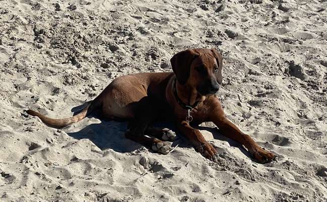 Rhodesian Ridgeback-Beitrag-Bild