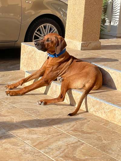 Rhodesian Ridgeback-Beitrag-Bild