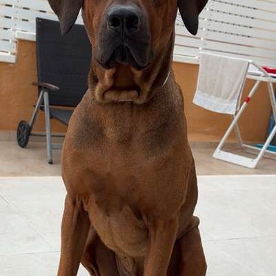Rhodesian Ridgeback-Beitrag-Bild