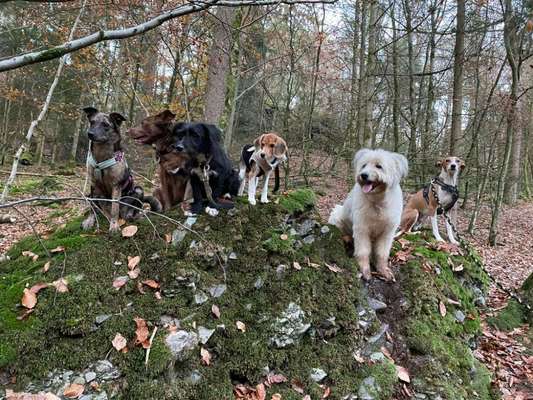 Kontakt zu fremden Hunden gestalten bei Mehrhundehaltung-Beitrag-Bild