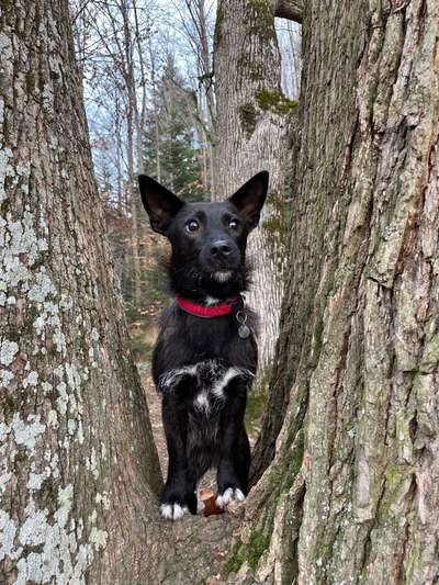 Wie heißt dein Hund?-Beitrag-Bild