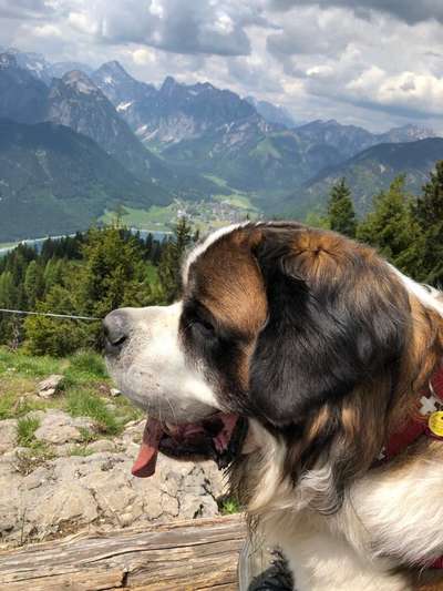 Hundetreffen-Gassirunde & Spielkameraden-Bild