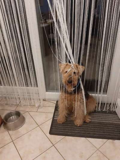 Airedale Terrier-Beitrag-Bild