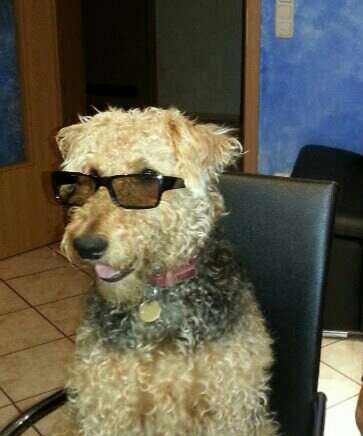 Airedale Terrier-Beitrag-Bild