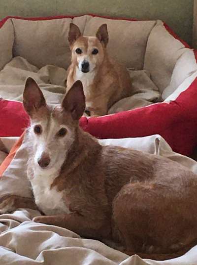 Hund aus dem Spanischen Tierschutz-Beitrag-Bild