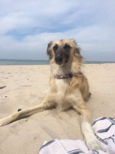 Windhundtreffen - PLZ-Beitrag-Bild