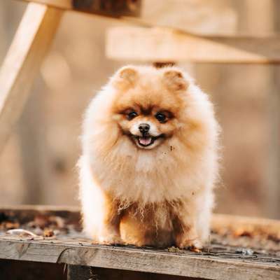 Hundetreffen-Zwergspitz / Kleinhund Spielrunde