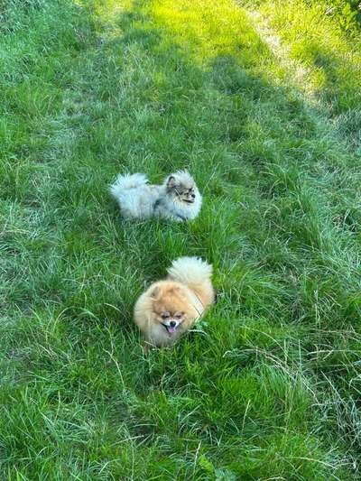 Hundetreffen-Zwergspitz / Kleinhund Spielrunde-Bild
